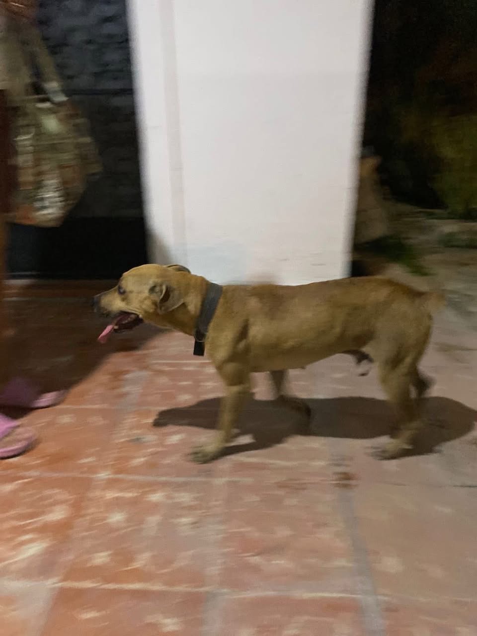 Otro en adopción en Mérida