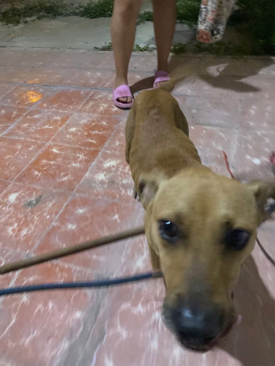 Otro en adopción en Mérida