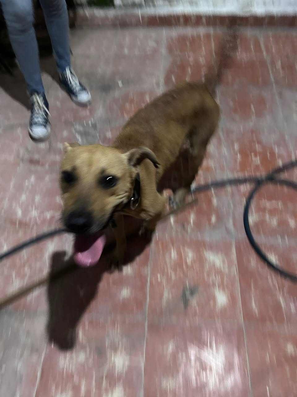 Otro en adopción en Mérida