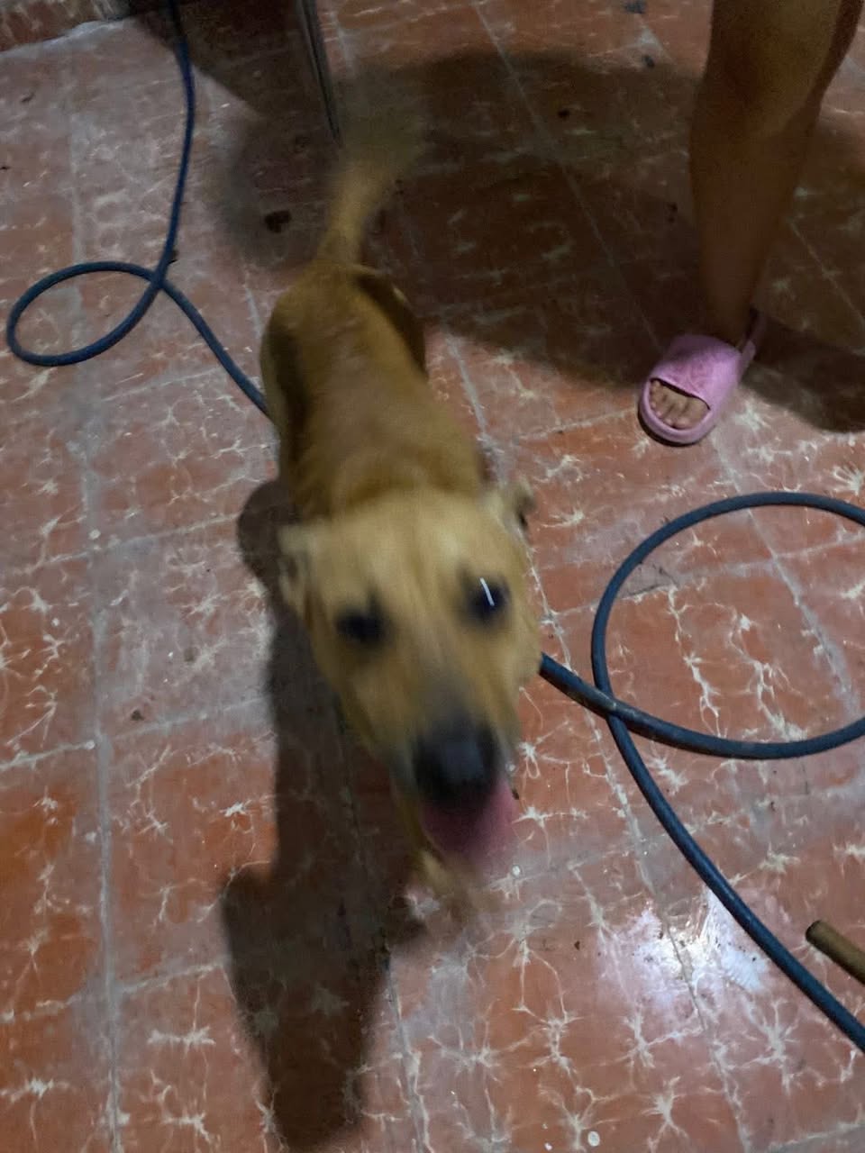 Otro en adopción en Mérida