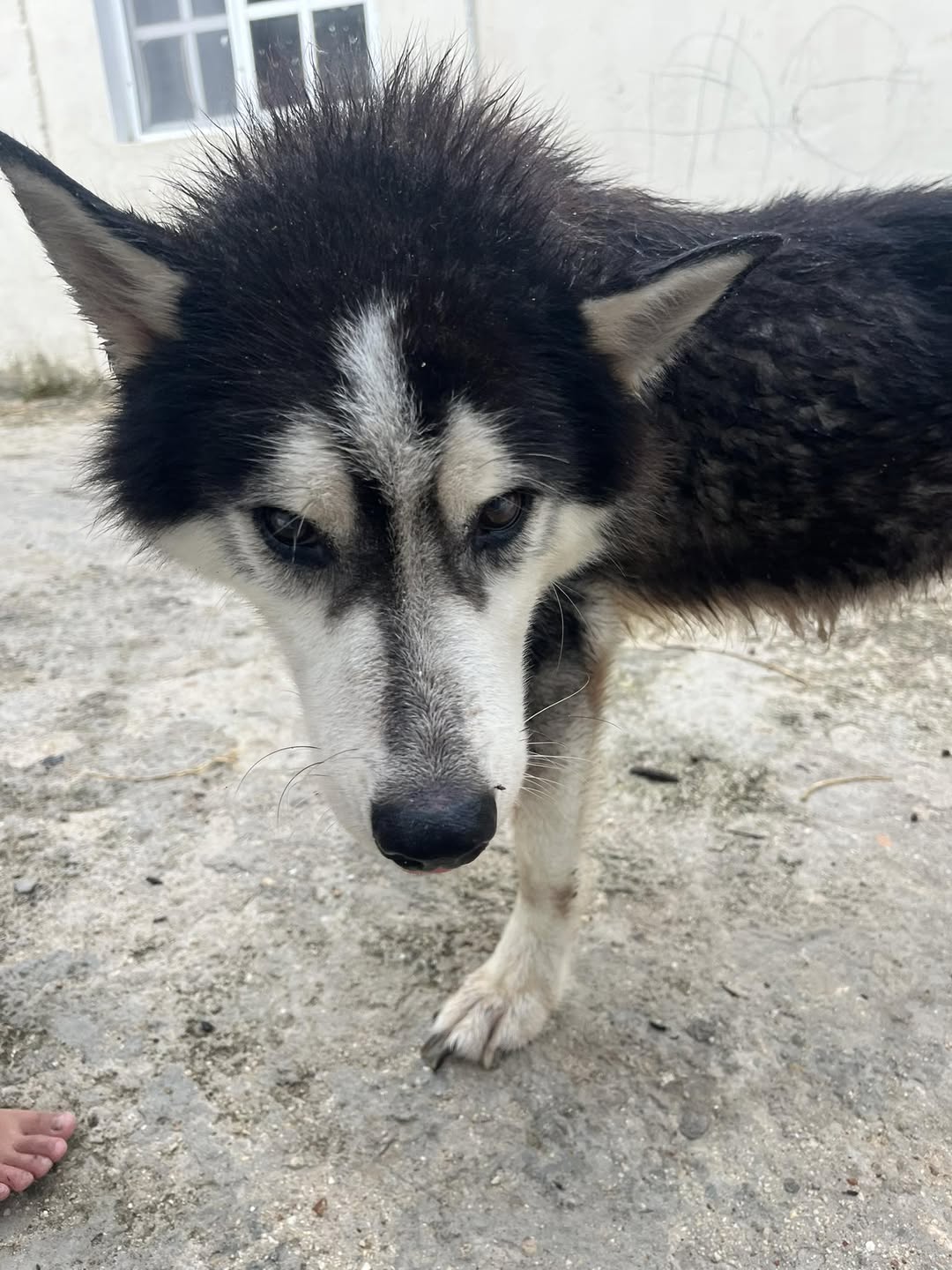 Perro mascota en Mérida