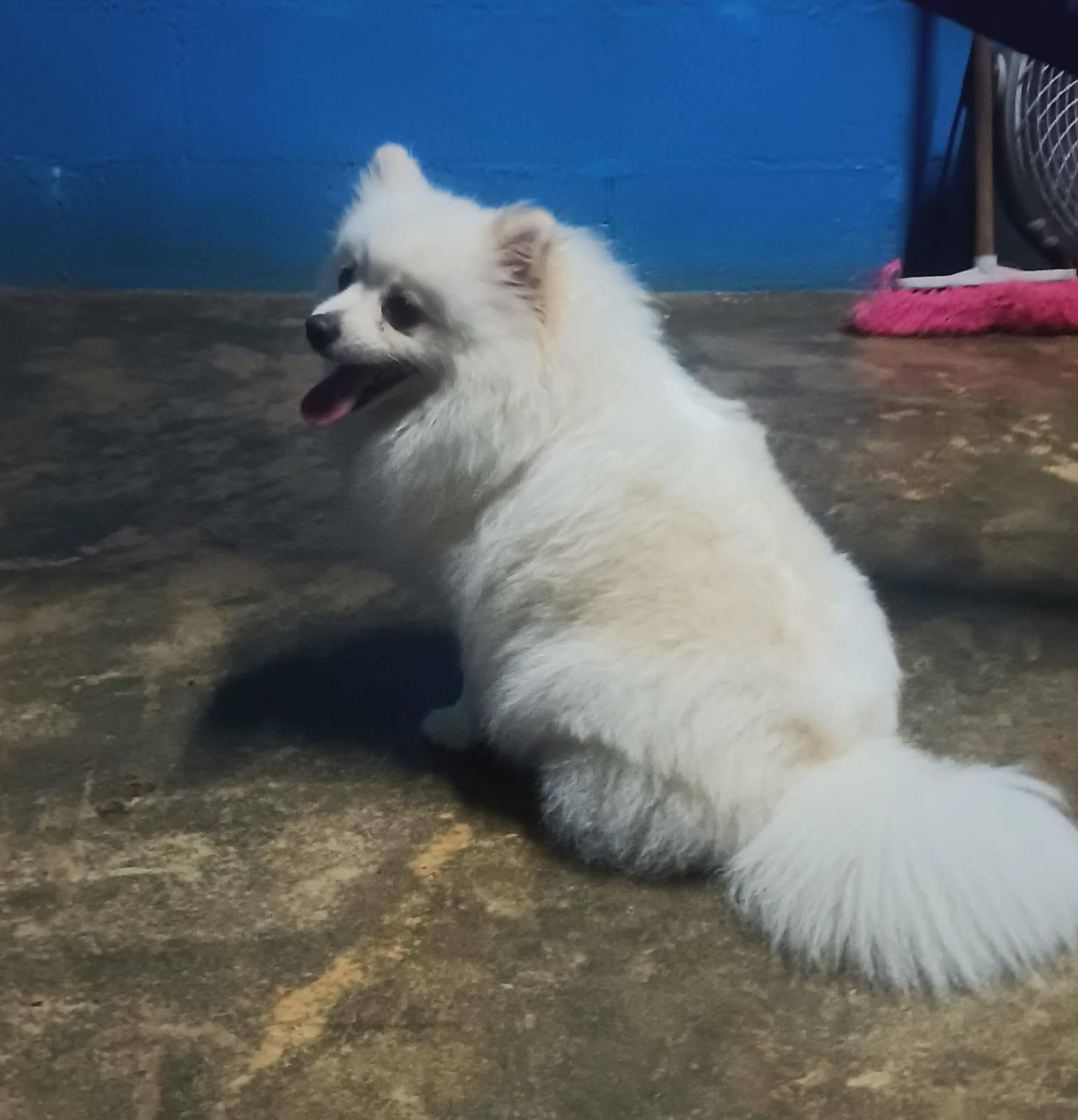 Otro mascota en Mérida