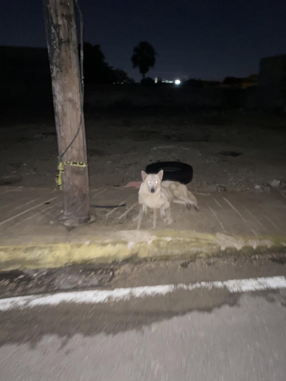 Perro mascota en Mérida