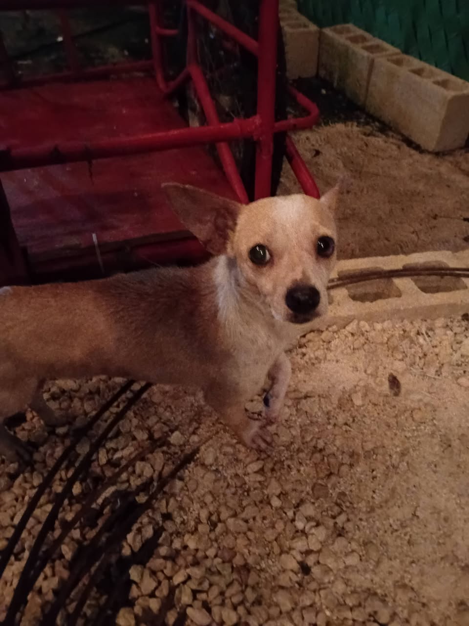 Perro en adopción en Mérida