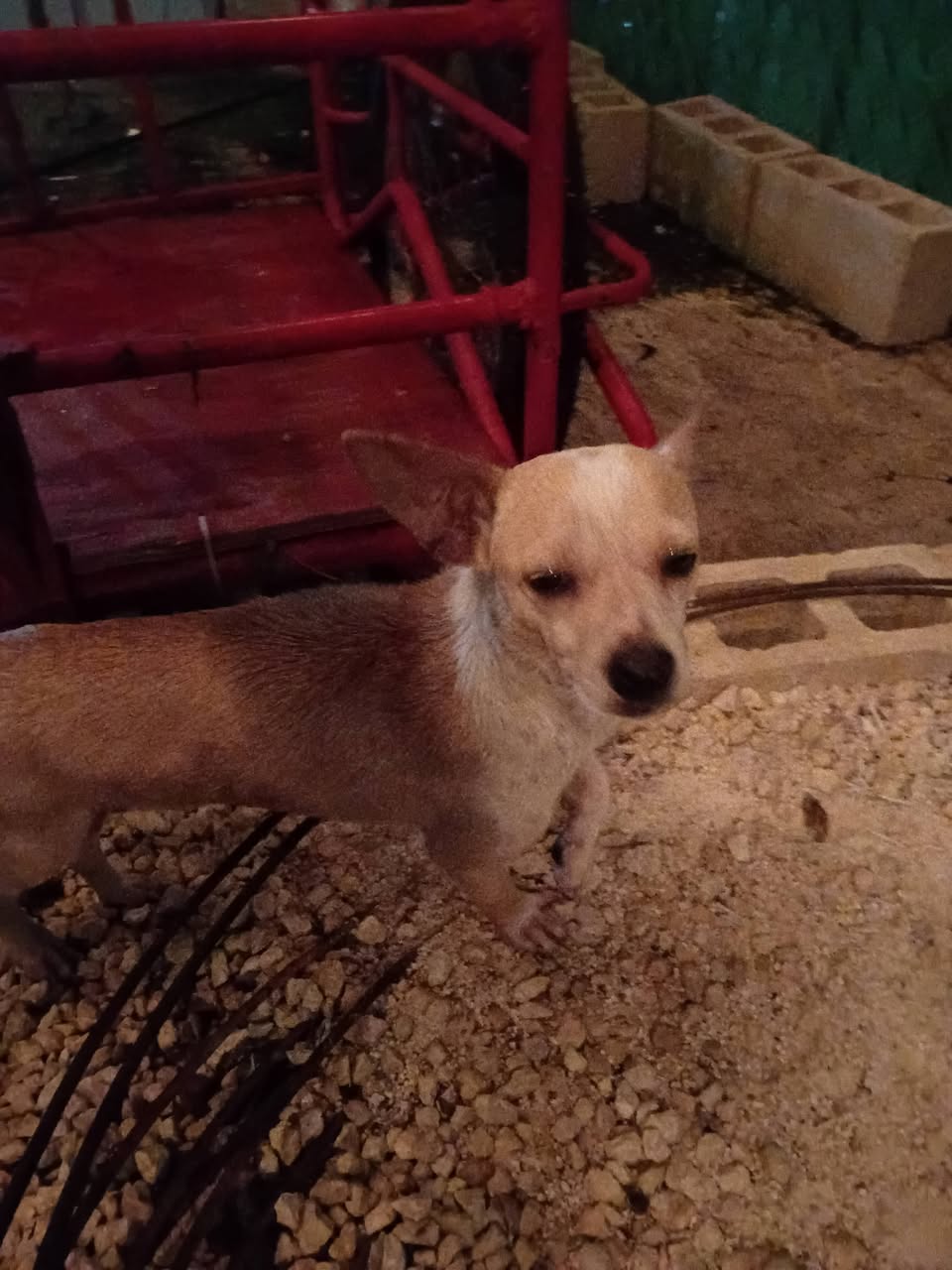 Perro en adopción en Mérida