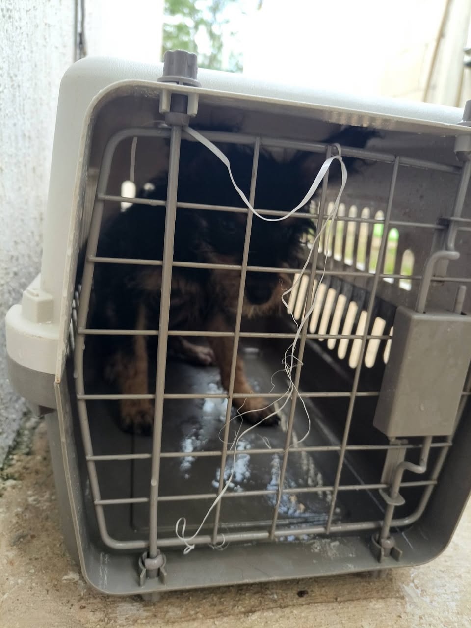 Perro en adopción en Mérida