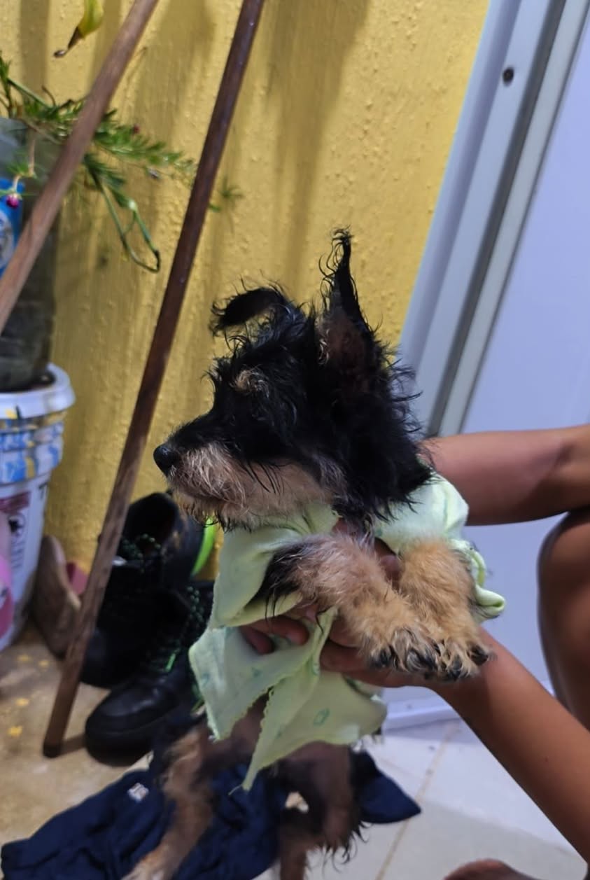 Perro en adopción en Mérida