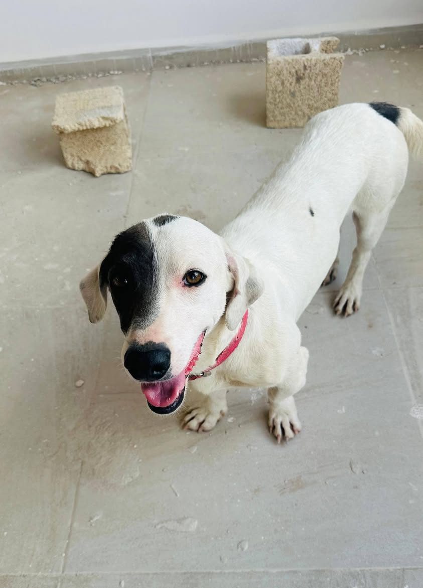 Perro en adopción en Mérida