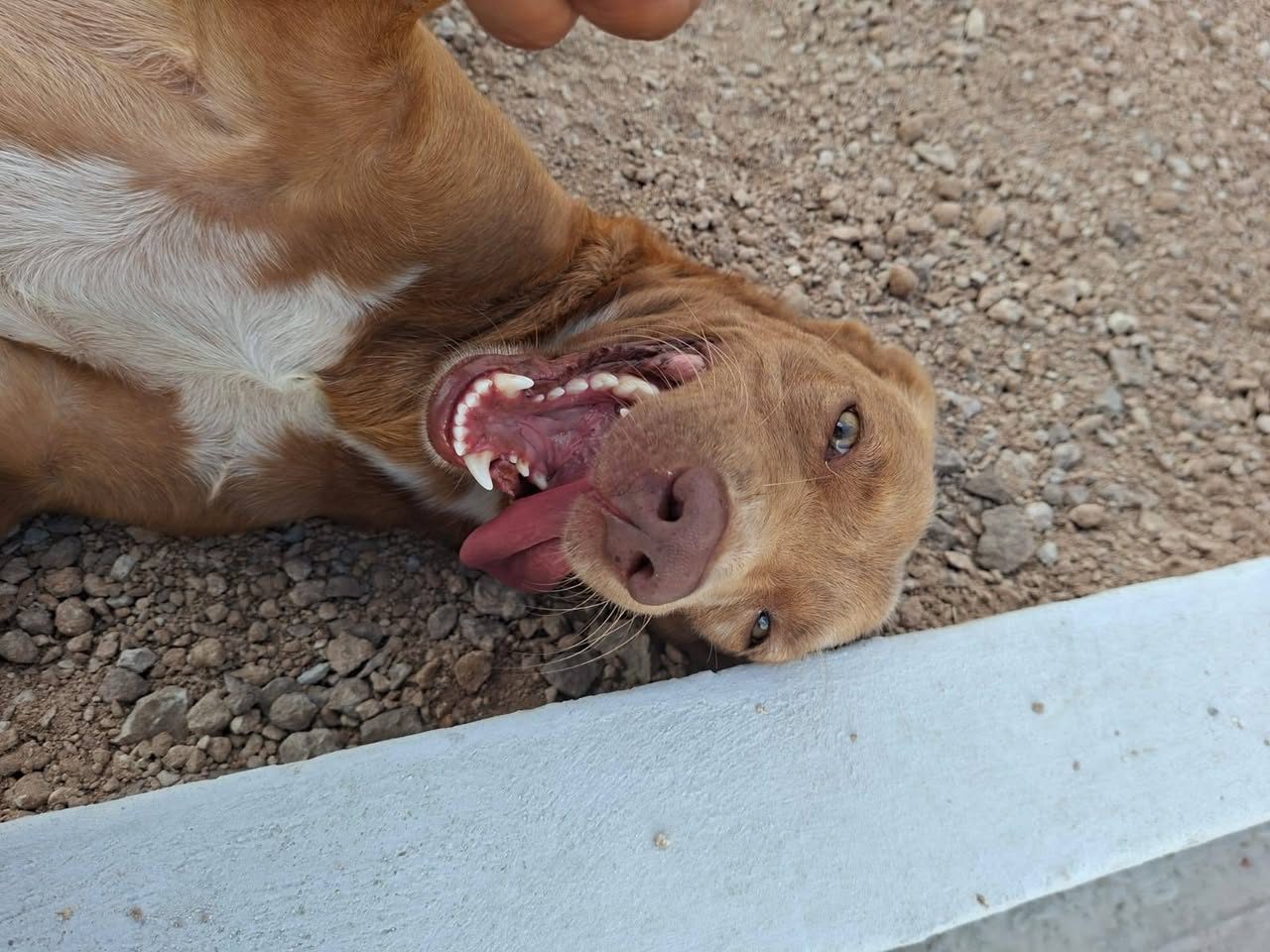 Perro en adopción en Mérida