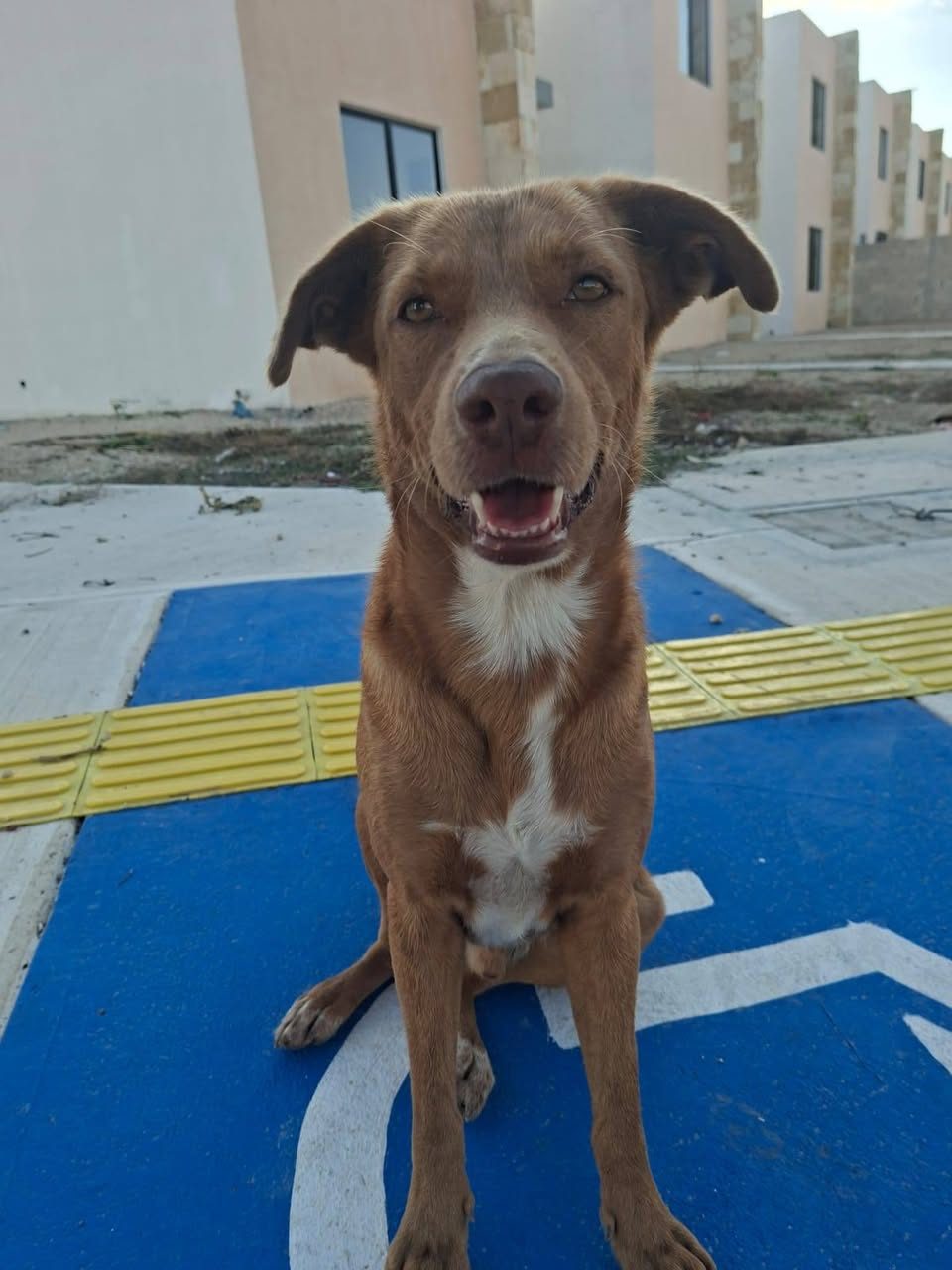 Perro en adopción en Mérida