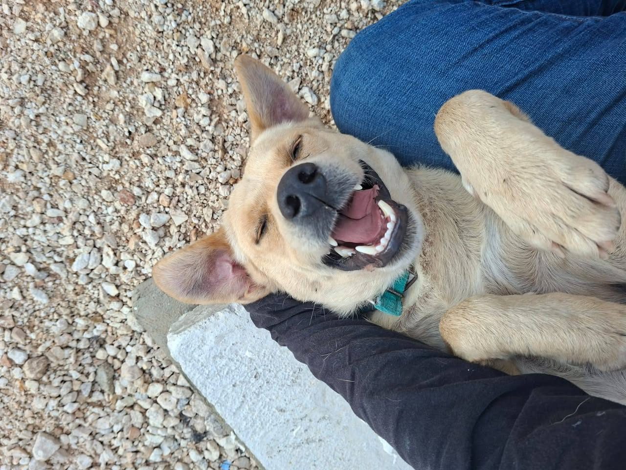 Perro en adopción en Mérida