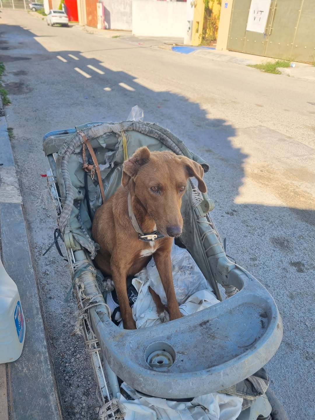 Canela