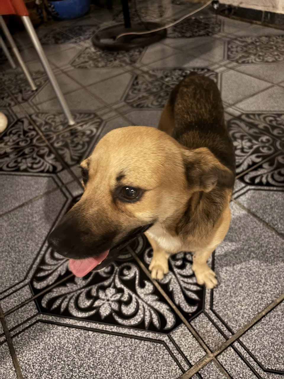 Perro mascota en Mérida