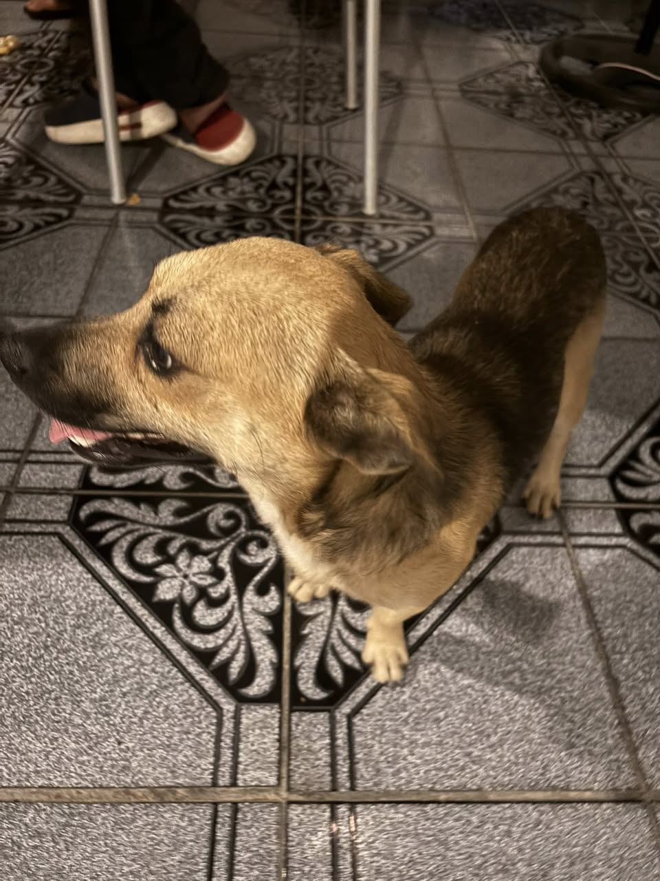 Perro mascota en Mérida