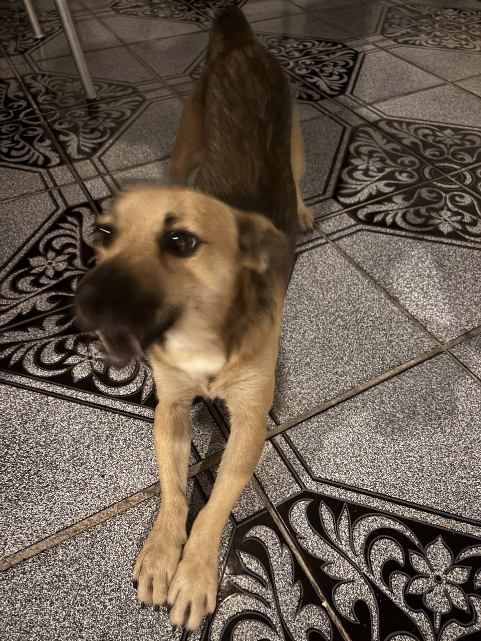 Perro mascota en Mérida