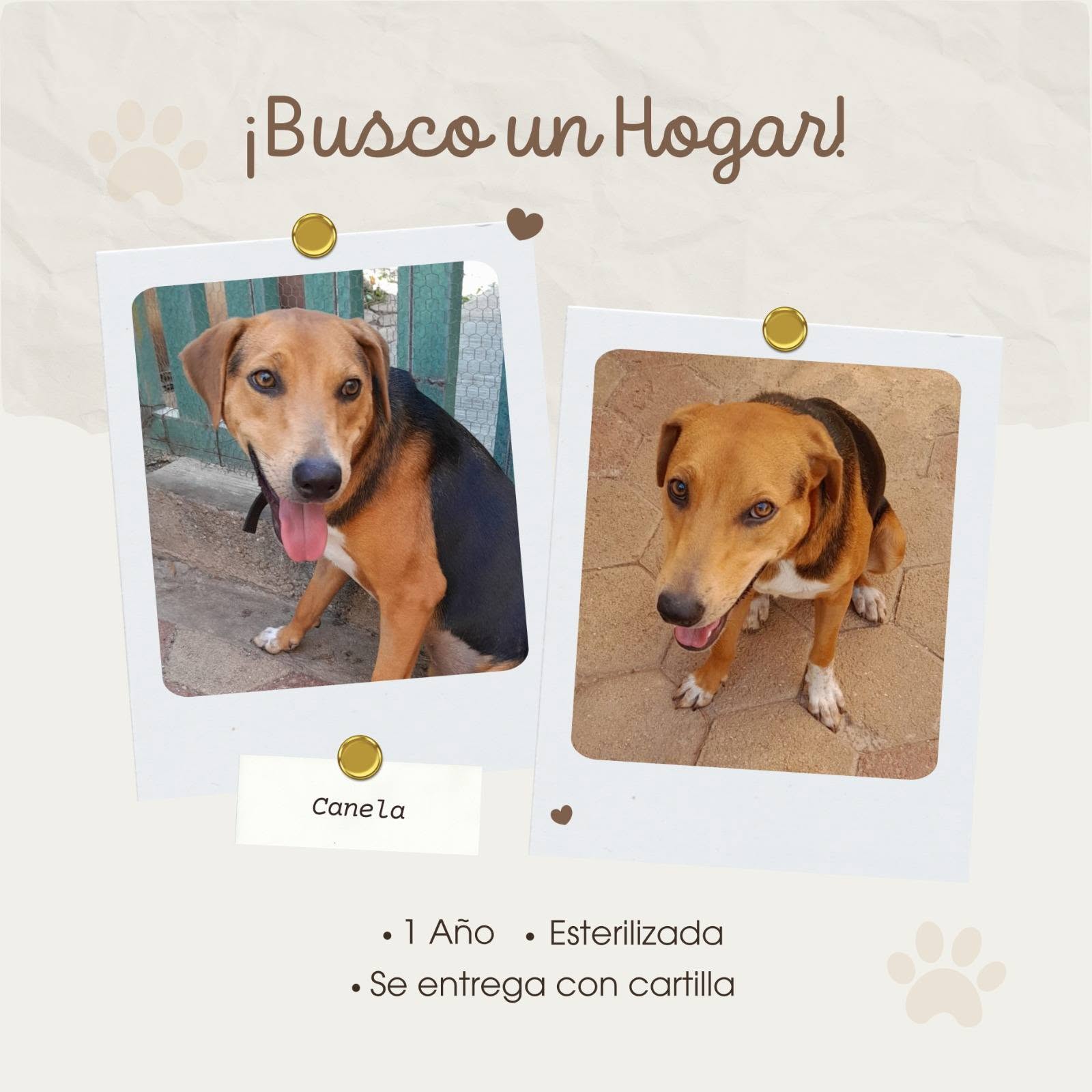 Canela
