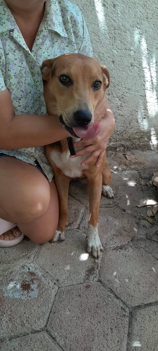 Canela