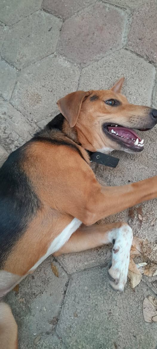 Canela
