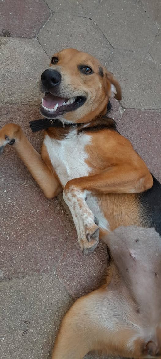 Canela