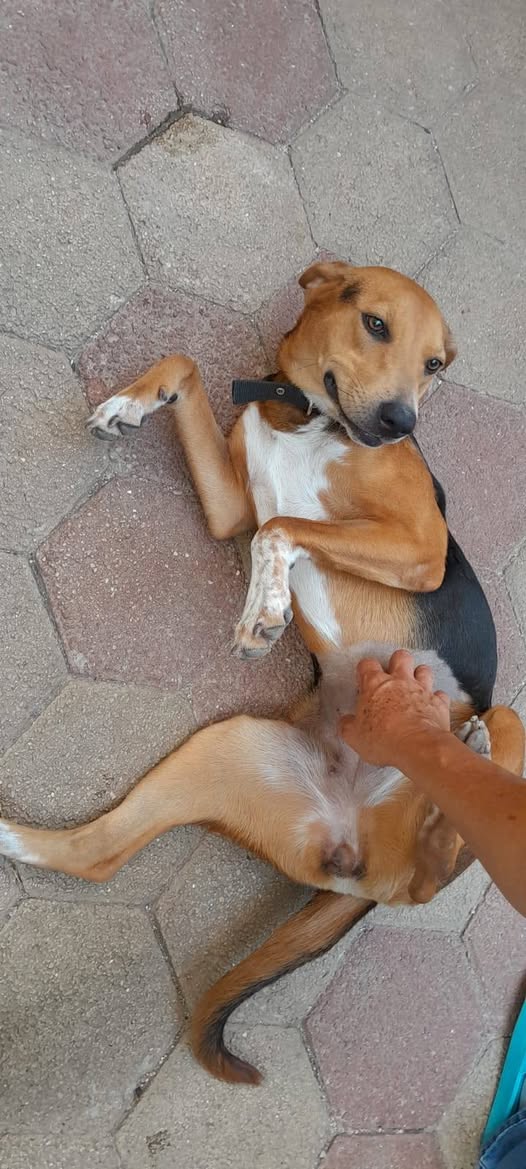 Canela