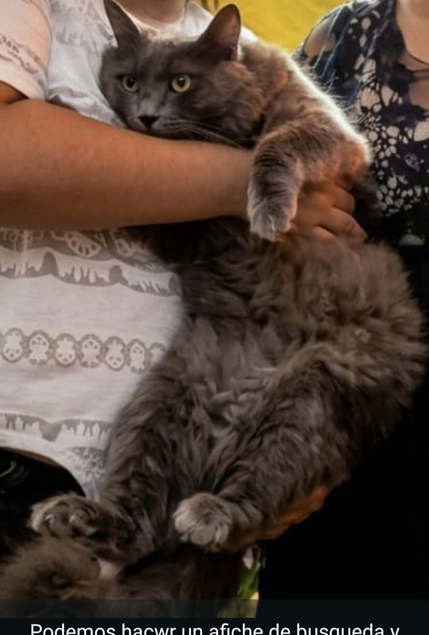 Gato negro adulto siendo sostenido en brazos de personas. Imagen parcialmente capturada con texto cortado en la parte inferior.