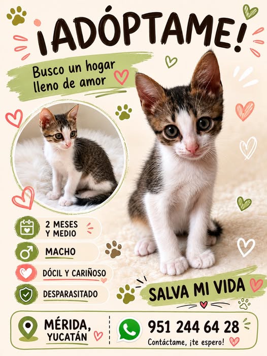 Perro en adopción en Cholul