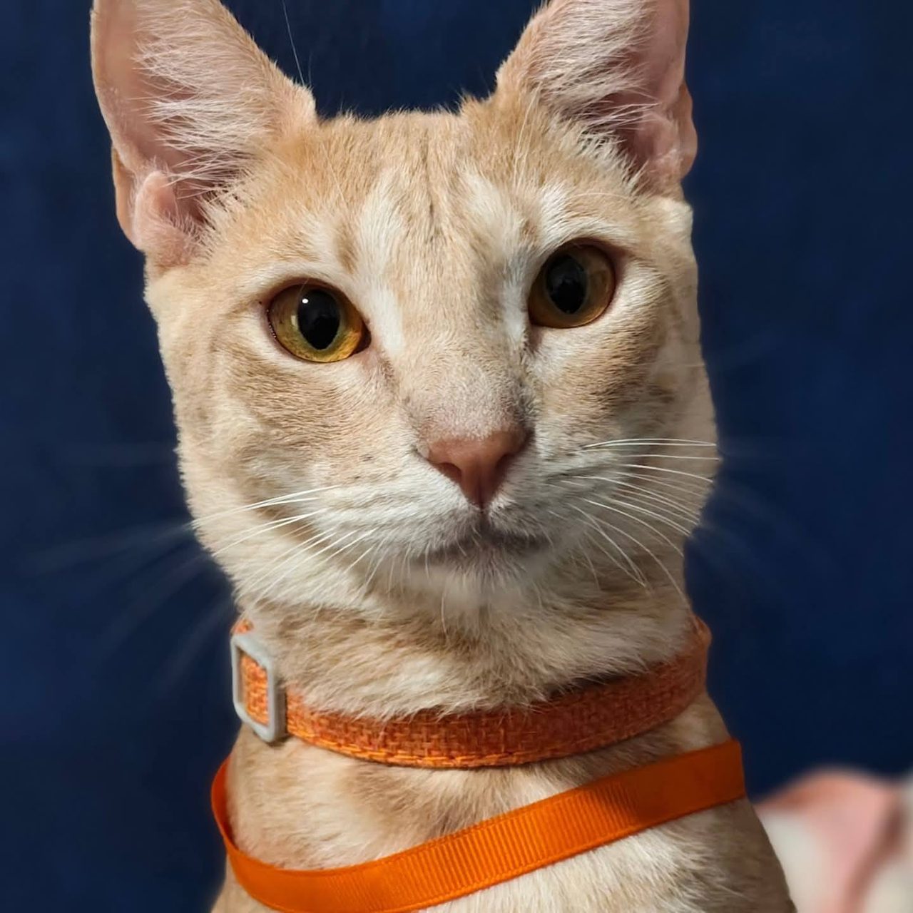 Gato blanco crema con ojos amarillento-ámbar y collar naranja, mirada frontal directa.