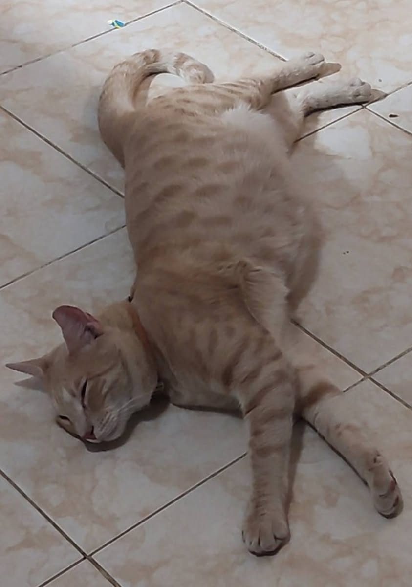 Mufasa