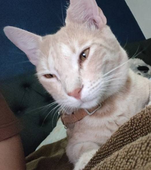 Mufasa