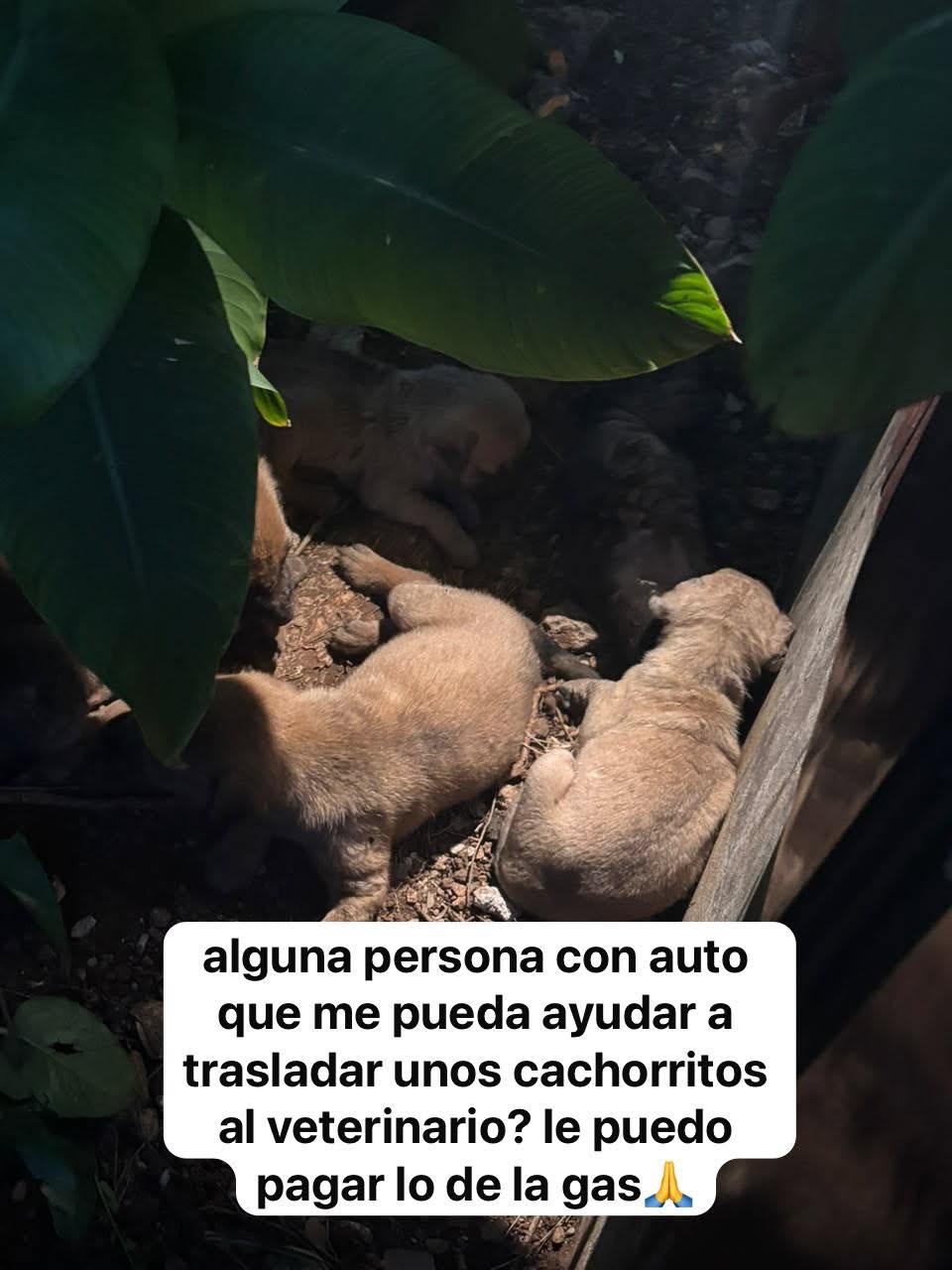 Perro mascota perdida en Mérida