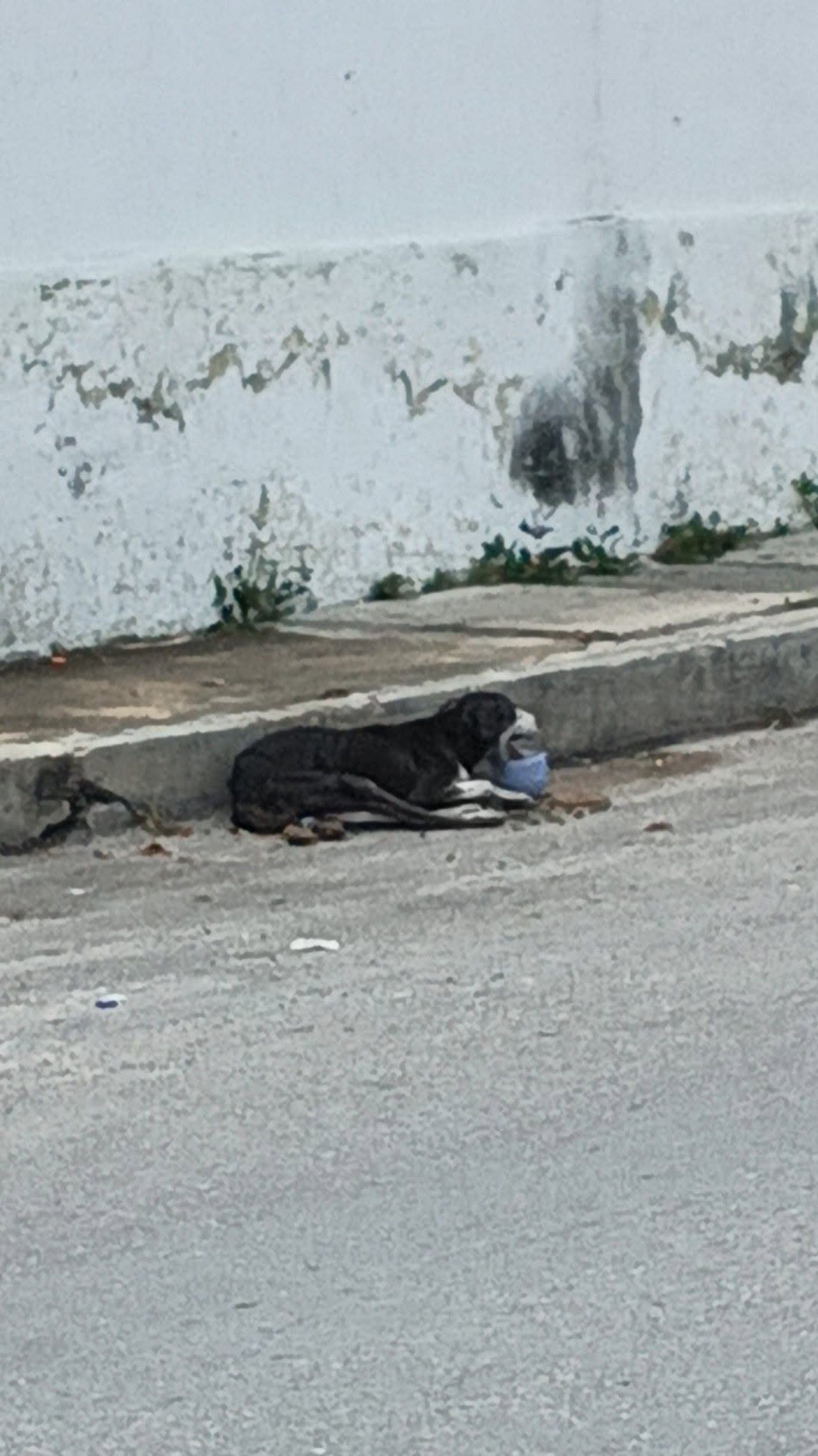 Perro ayuda médica en Mérida