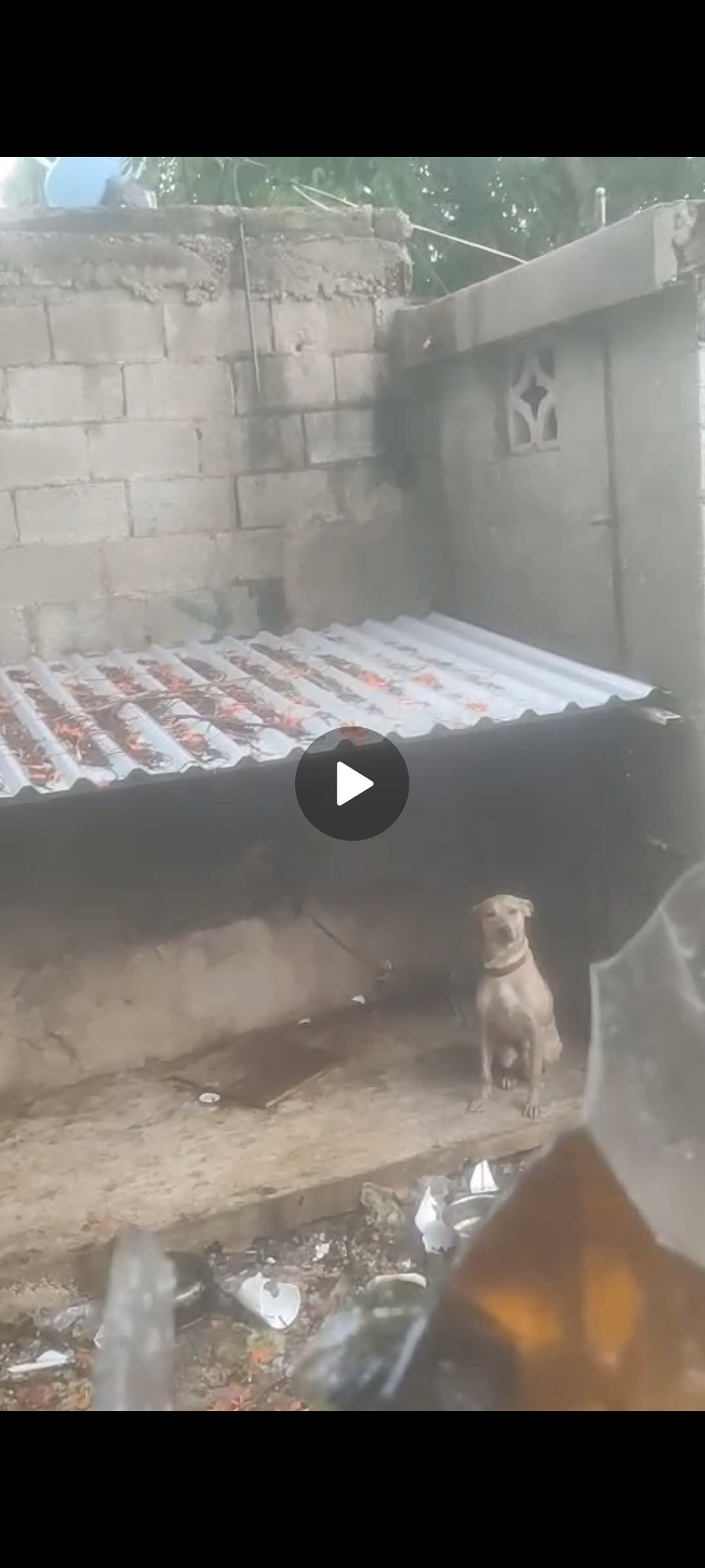 Otro rescate animal en Mérida