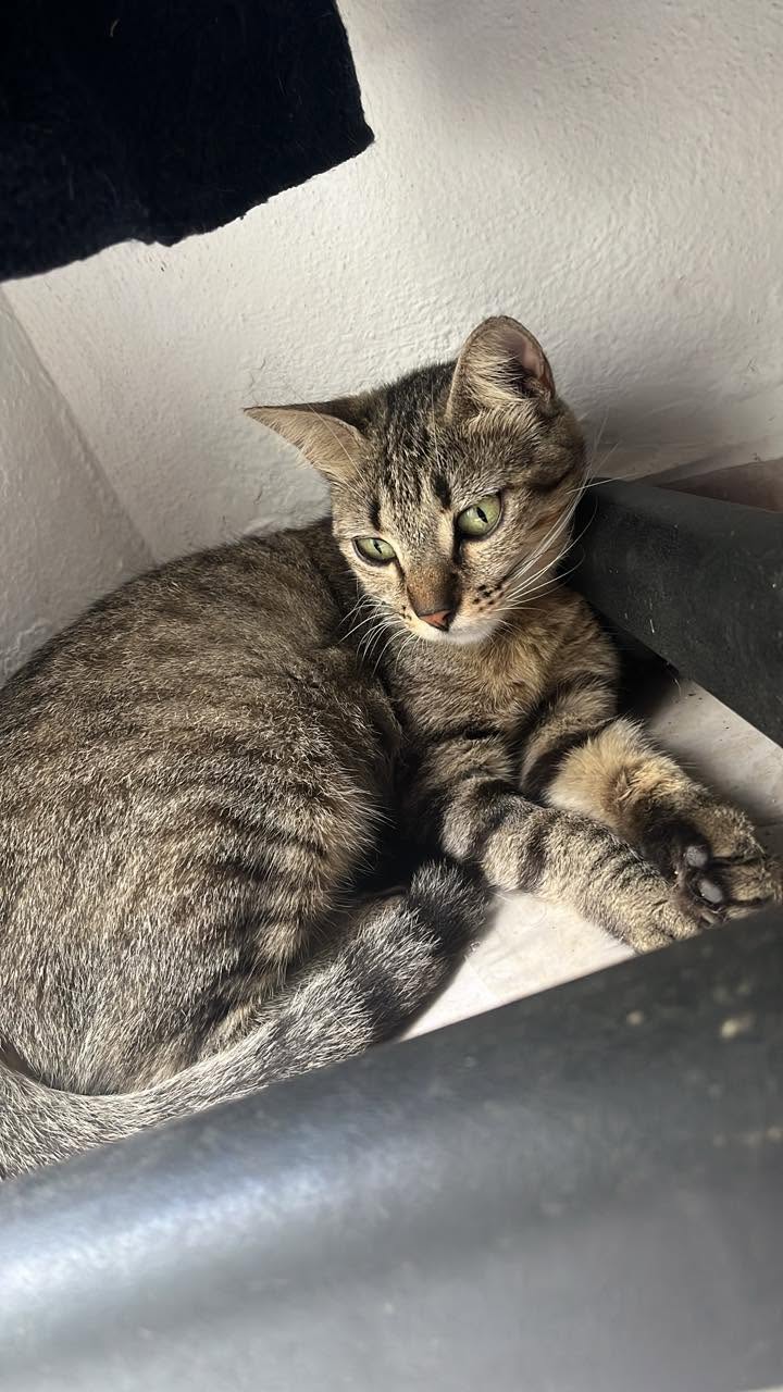 Pepa