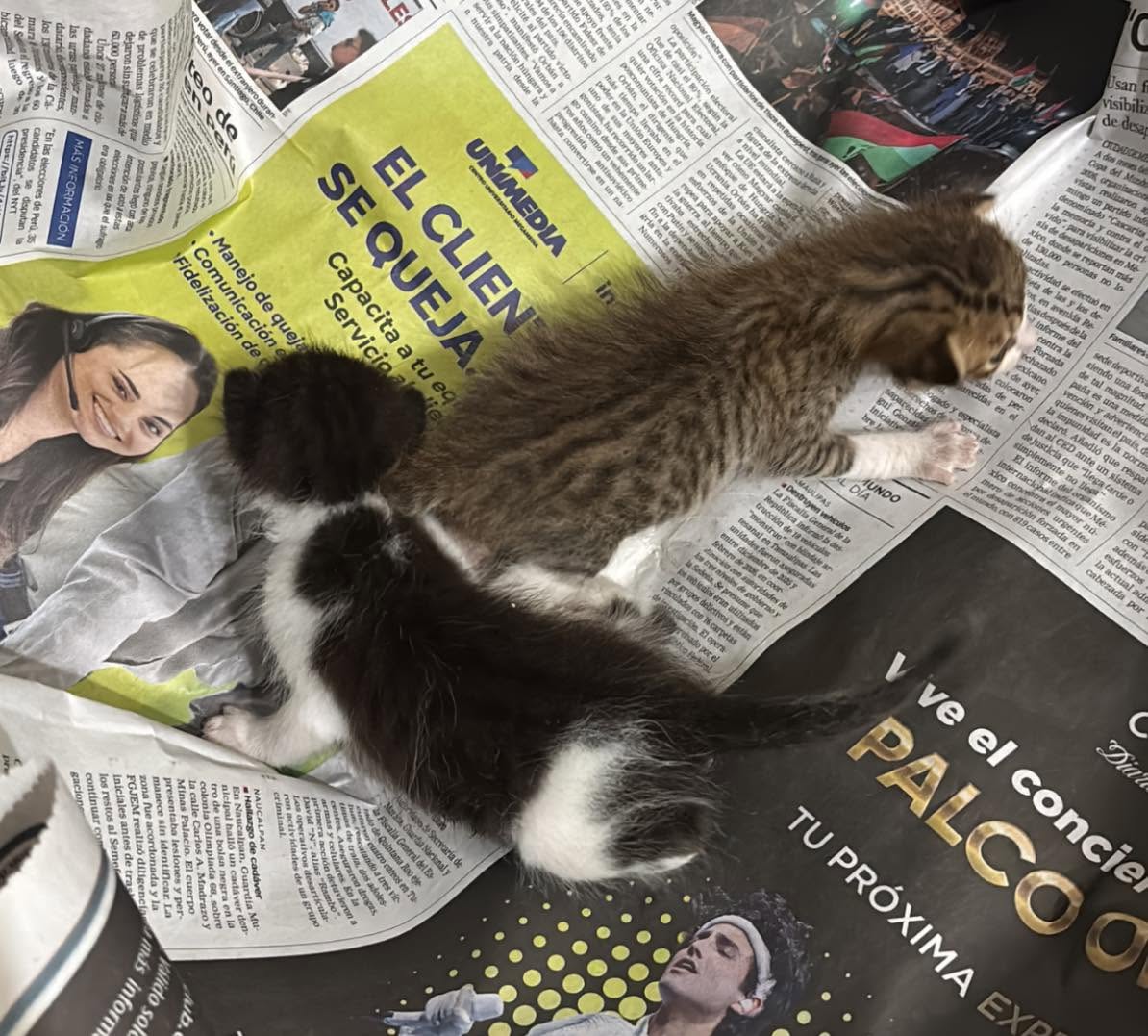 Gato mascota en Mérida