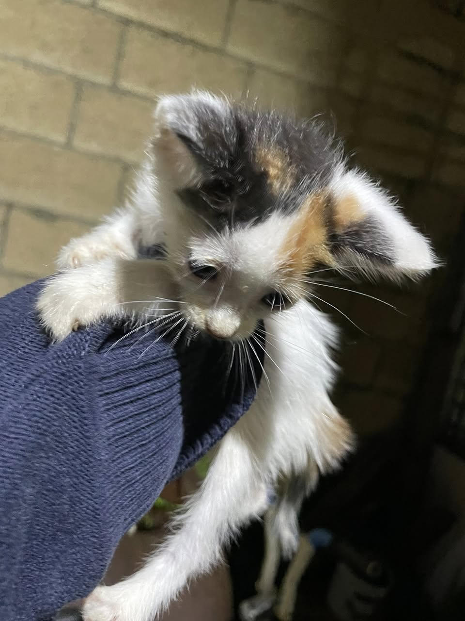 Otro mascota en Mérida