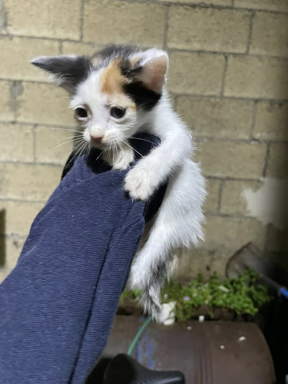Otro mascota en Mérida