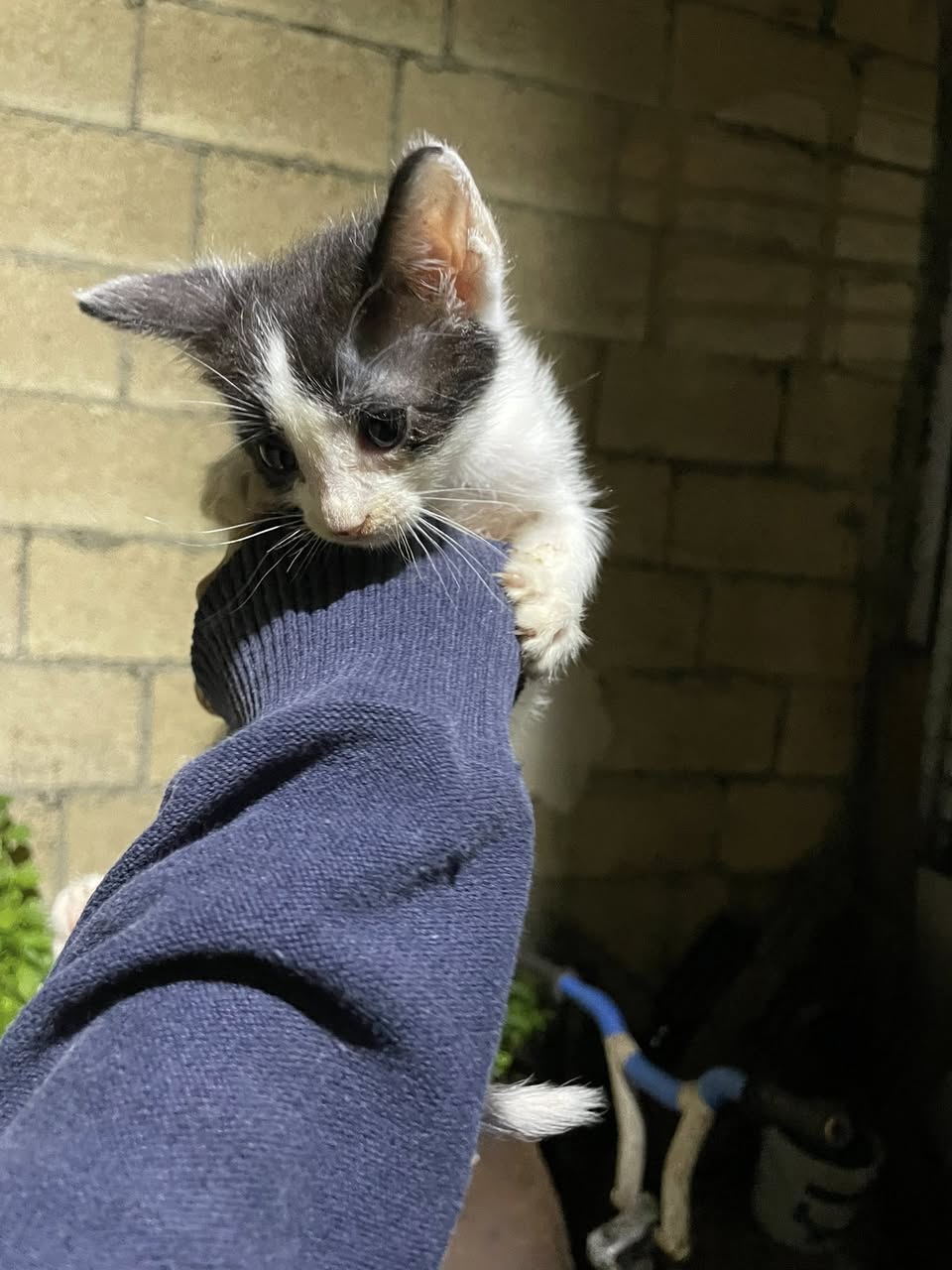 Otro mascota en Mérida