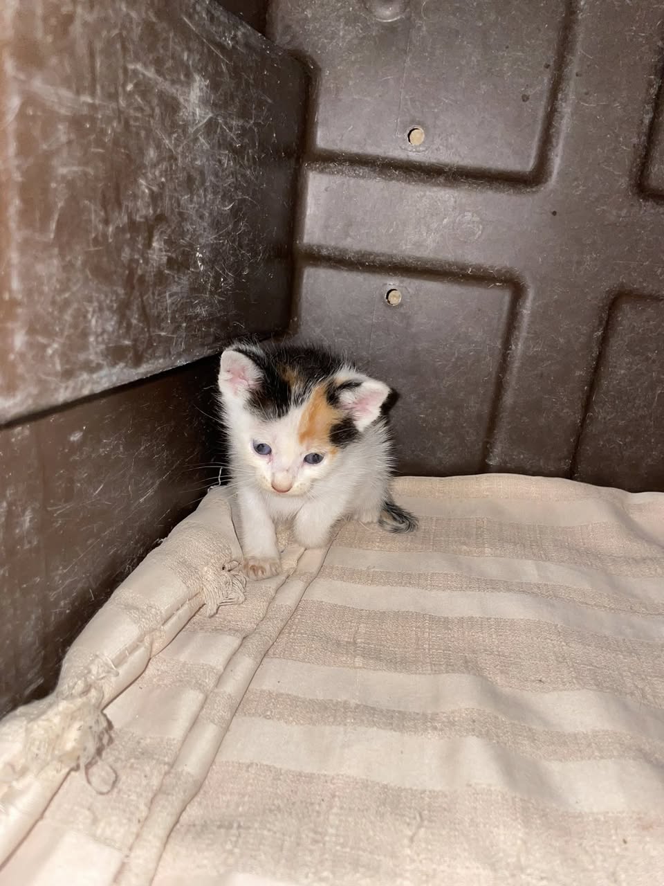 Otro mascota en Mérida