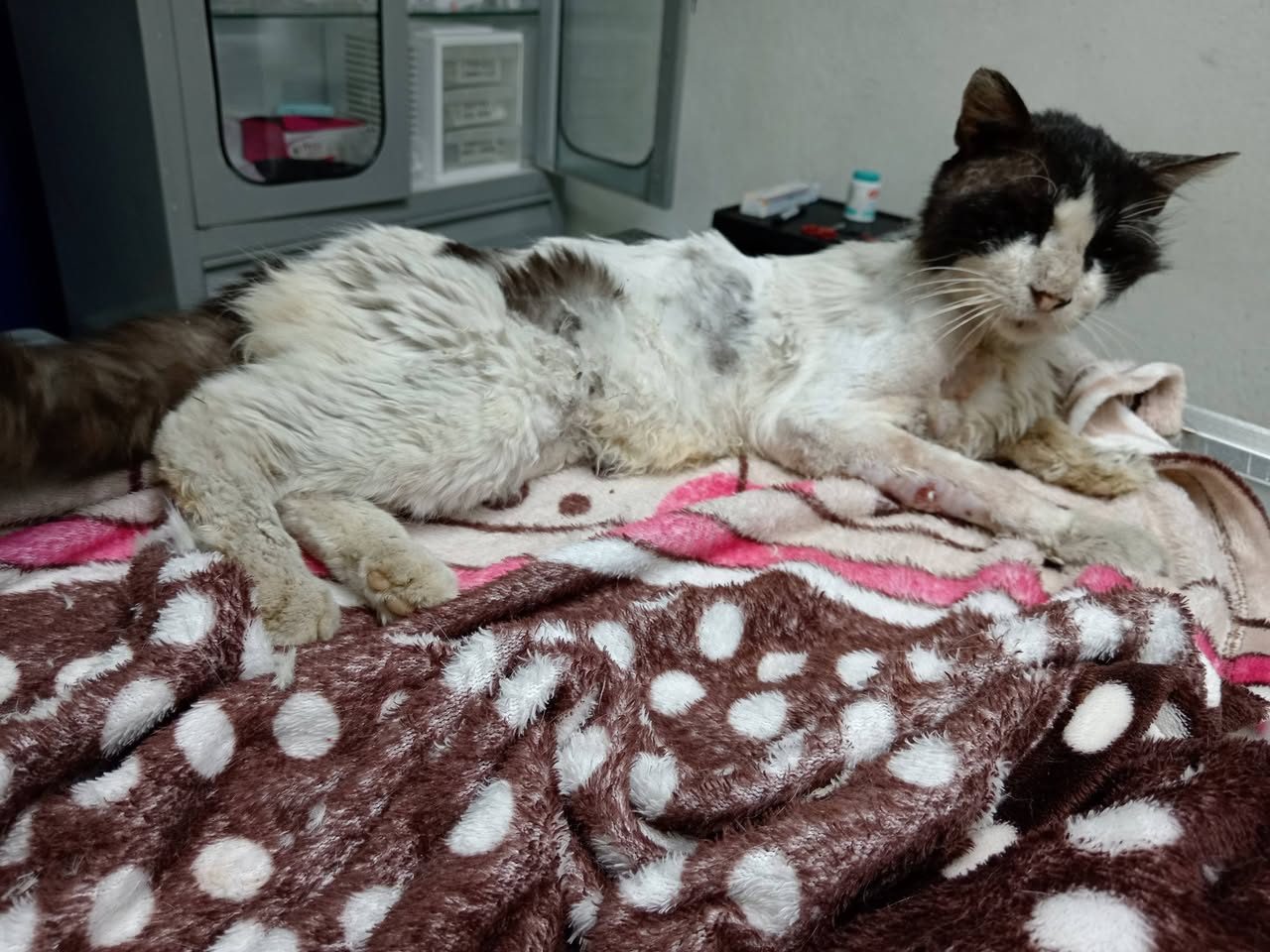 Resultado de análisis veterinario para gato con tabla de valores hematológicos y cardiaca, con test rápido de FIV y FeLV.