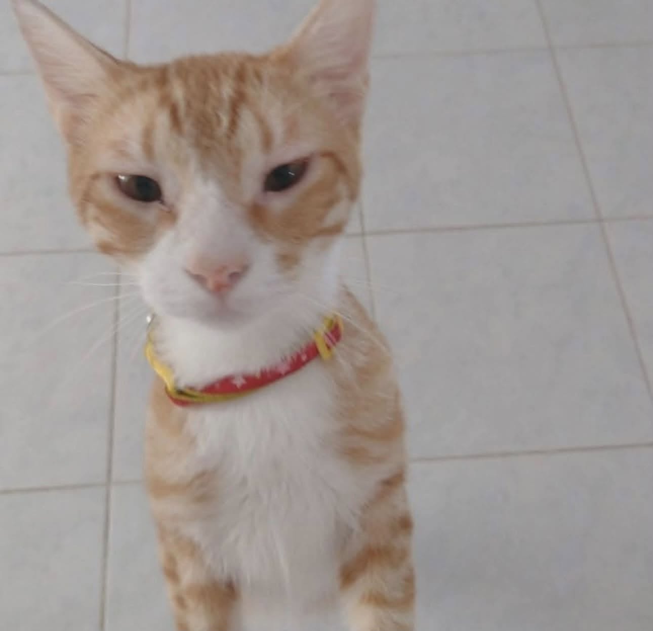 Gato mascota perdida en Mérida