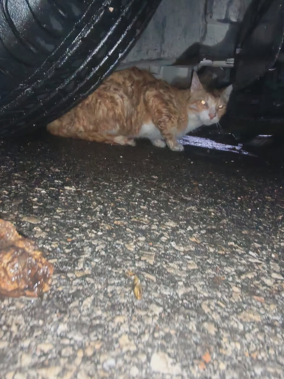 Gato mascota perdida en Mérida