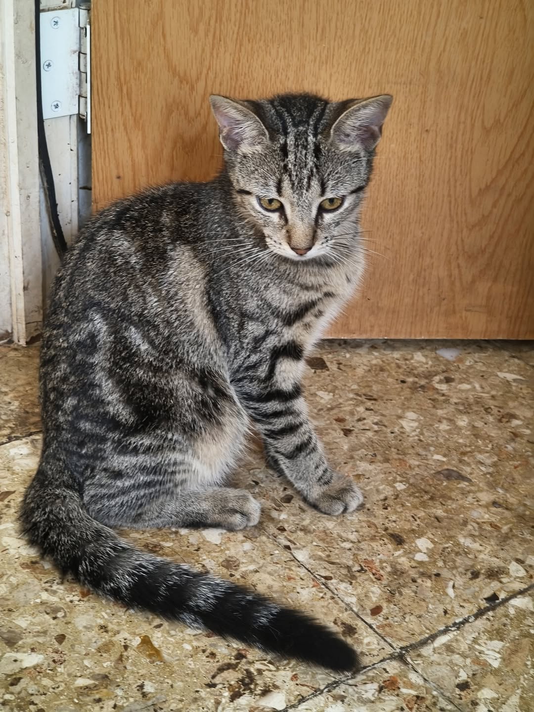 Gato en adopción en Mérida