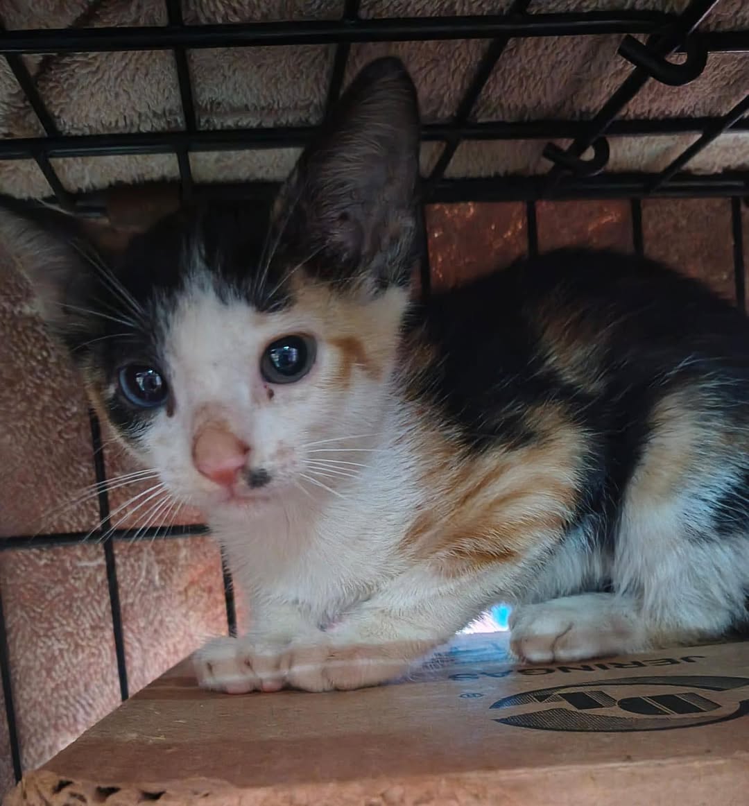 Gato mascota encontrada en Mérida
