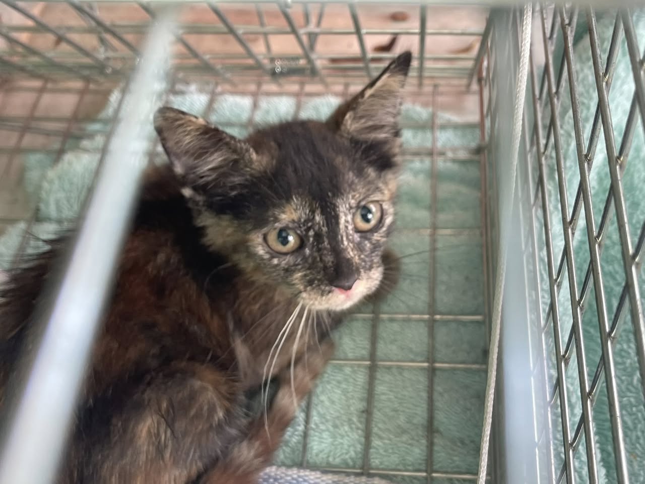Otro mascota en Mérida