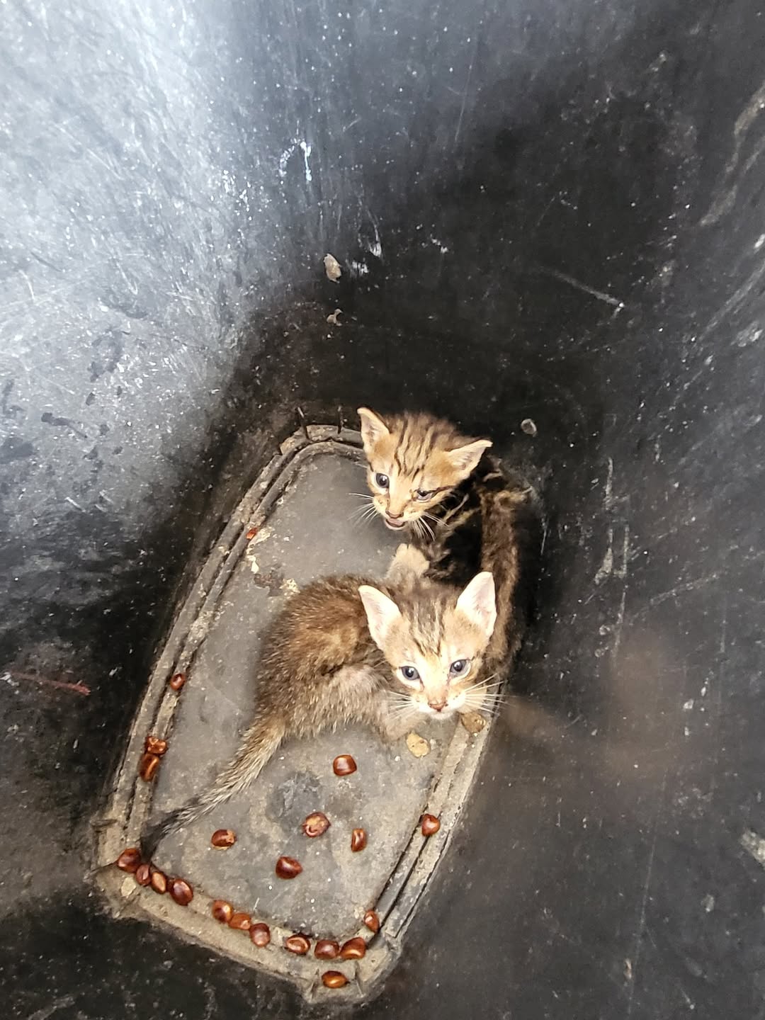 Otro rescate animal en Mérida