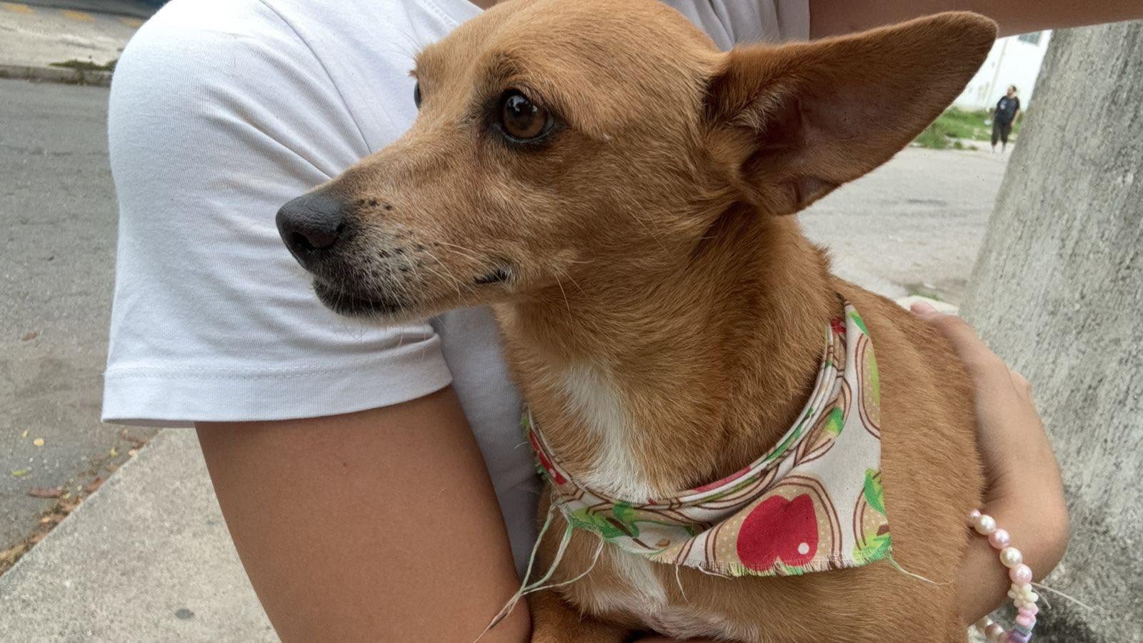 Perro mascota encontrada en Mérida