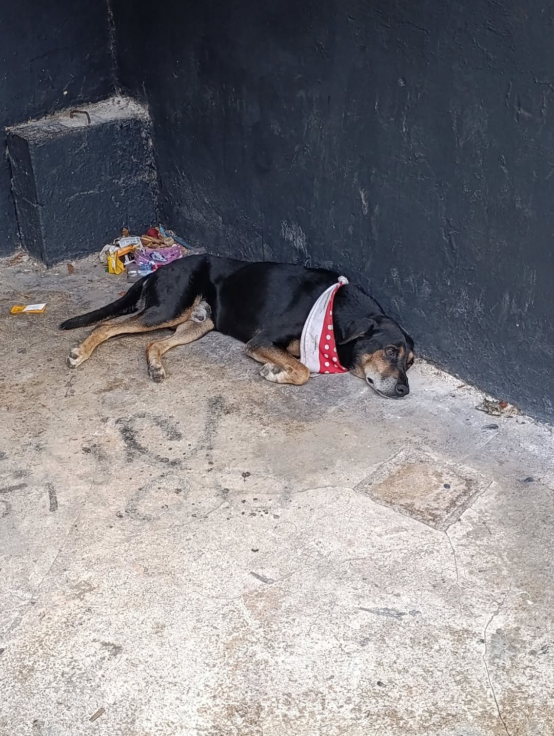 Perro mascota encontrada en Mérida