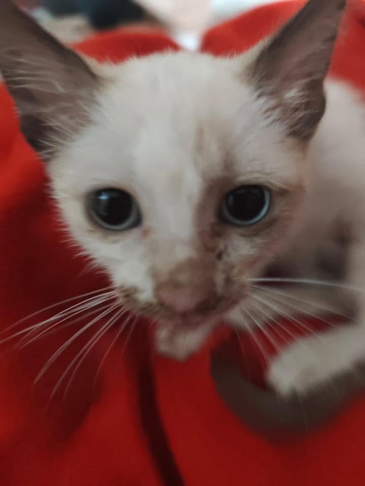 Gato en adopción en Mérida