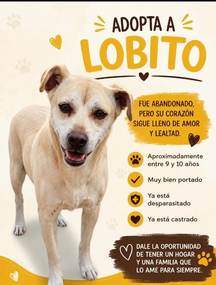 Lobito