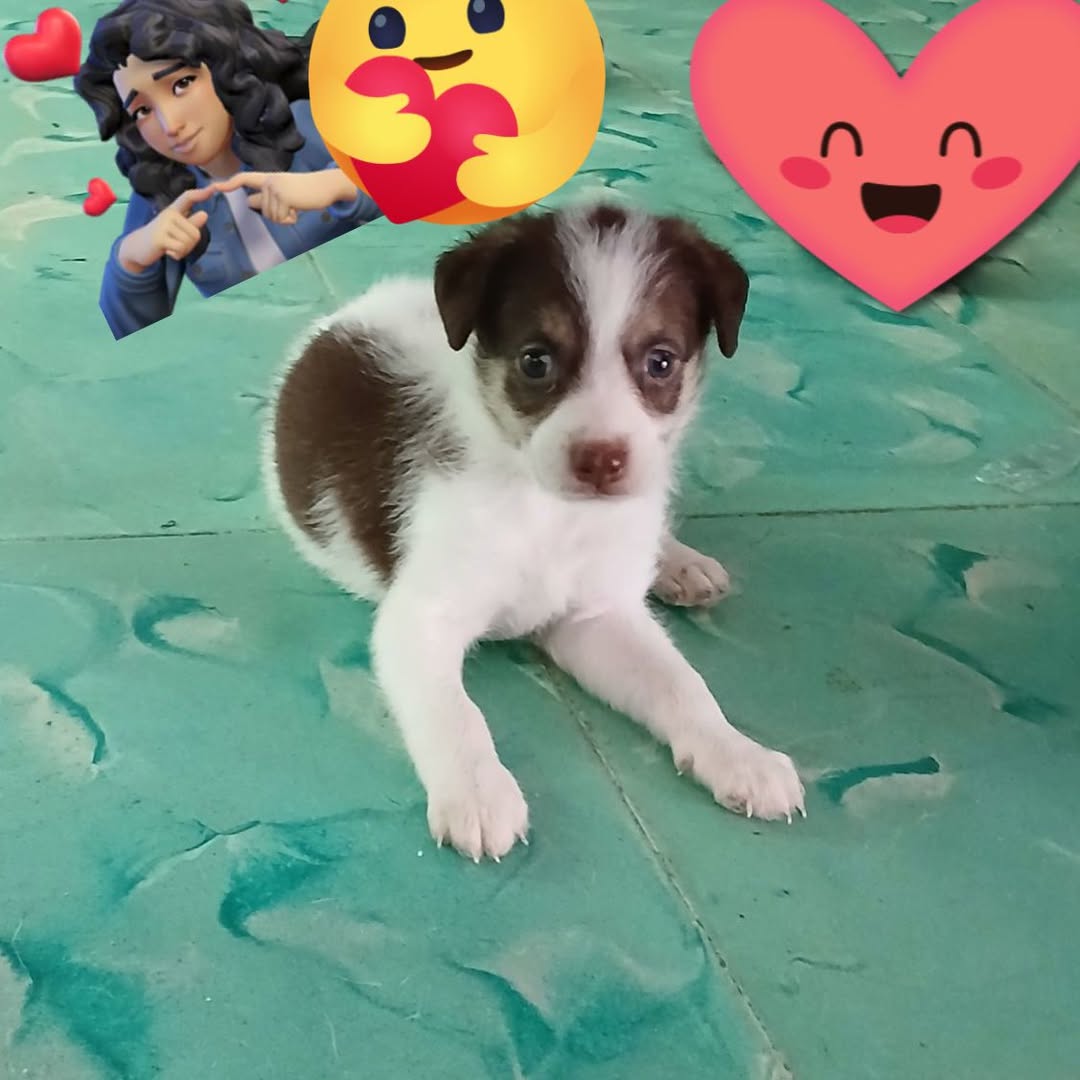 Perro en adopción en Mérida